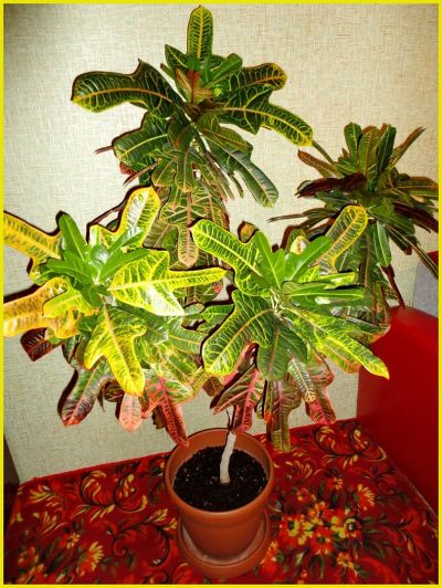 Лот: 3512843. Фото: 1. Кротон. Горшечные растения и комнатные цветы
