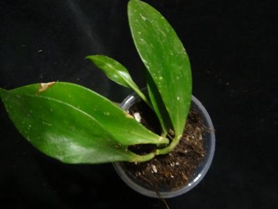 Лот: 16402161. Фото: 1. Хойя -Hoya pusilla Major. Горшечные растения и комнатные цветы