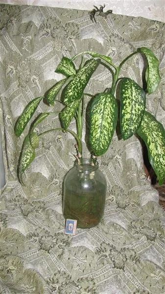 Лот: 2088500. Фото: 1. растение дифенбахия пятнистая... Горшечные растения и комнатные цветы