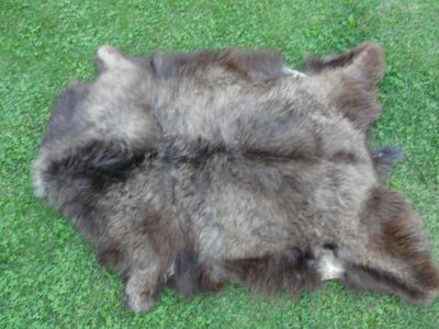 Лот: 7992682. Фото: 1. Шкура медведя. Чучела животных, рога, шкуры