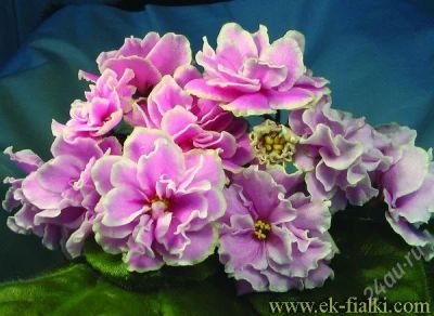 Лот: 2132049. Фото: 1. фиалка ек-ирина- лист с корнями... Горшечные растения и комнатные цветы