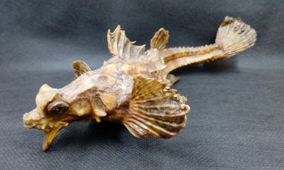 Лот: 15147866. Фото: 1. Рыба "Японская лисичка" Percis... Чучела животных, рога, шкуры