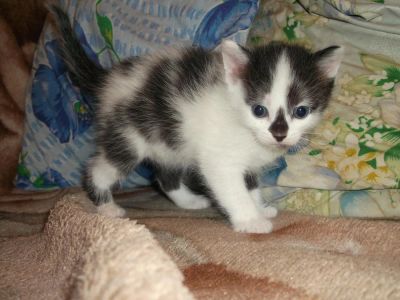 Лот: 4336352. Фото: 1. Нужна помощь. Кошки, котята