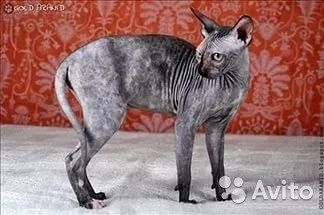 Лот: 7766967. Фото: 1. Кошка черепаховая черная с красным... Кошки, котята