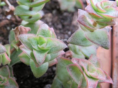 Лот: 9477665. Фото: 1. крассула Crassula perforata Variegata. Горшечные растения и комнатные цветы