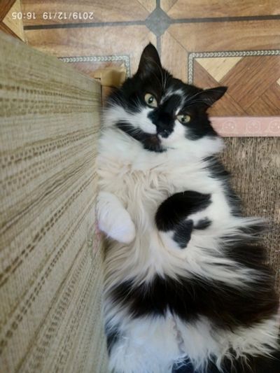 Лот: 15194984. Фото: 1. Кошка. Кошки, котята