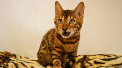 Лот: 4723876. Фото: 1. Бенгальский котенок. Кошки, котята