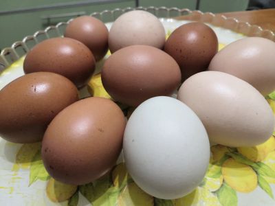 Лот: 16313869. Фото: 1. Яйца куриные. Мясо, птица, яйцо