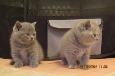 Лот: 5065505. Фото: 1. Британские котята. Кошки, котята