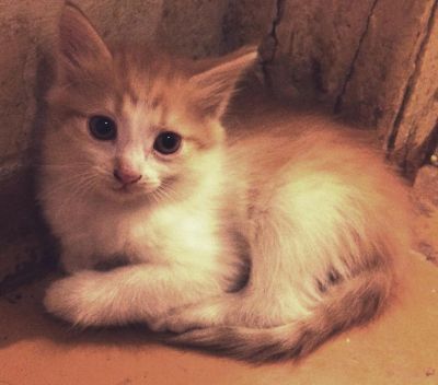 Лот: 4033664. Фото: 1. Котенок в добрые руки. Кошки, котята