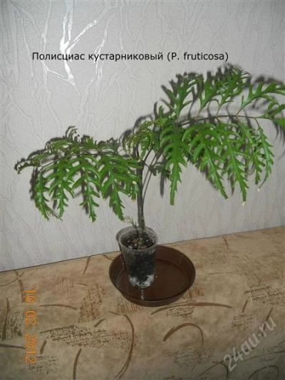 Лот: 1550705. Фото: 1. Полисциас. Горшечные растения и комнатные цветы