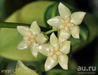 Лот: 13558998. Фото: 1. Хойя Hoya vanuatuensis. Горшечные растения и комнатные цветы