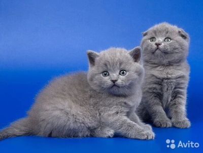 Лот: 9703974. Фото: 1. шотландская вислоухая плюшка. Кошки, котята