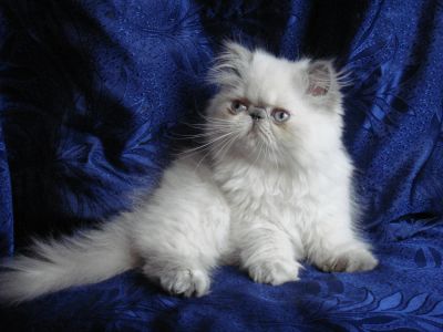 Лот: 4347960. Фото: 1. персидские котята колор-пойнты... Кошки, котята