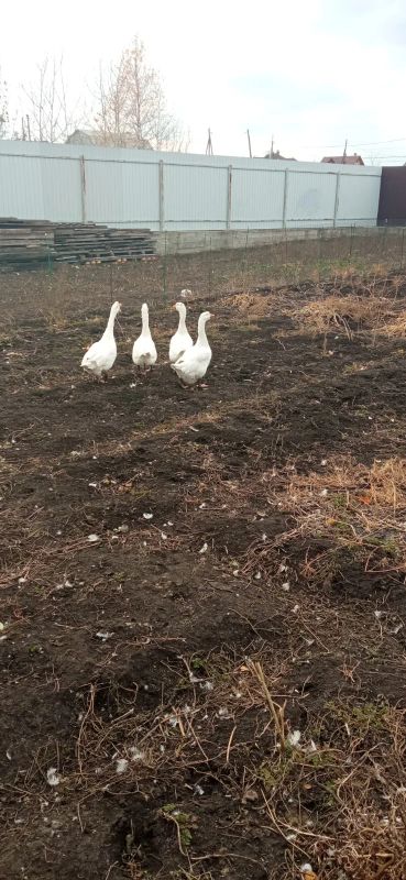 Лот: 18263470. Фото: 1. Гуси. Птицы