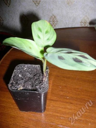 Лот: 542703. Фото: 1. Детка Маранты. Горшечные растения и комнатные цветы