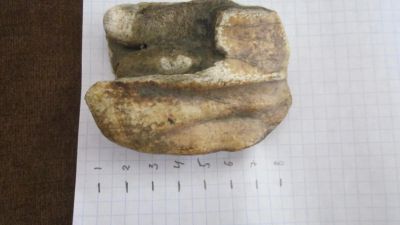 Лот: 6044421. Фото: 1. половина зубадревнего животного... Минералы и окаменелости