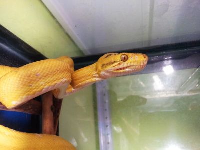 Лот: 4471112. Фото: 1. Садовый удав (Corallus enydris... Остальные животные