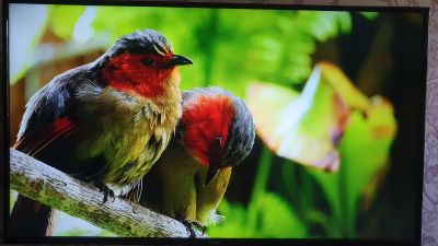 Лот: 17854108. Фото: 1. Телевизор Haier 4K UHD 49" (123... Телевизоры