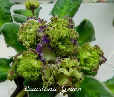 Лот: 5712083. Фото: 1. Фиалка сортовая Louisiana Green-... Горшечные растения и комнатные цветы