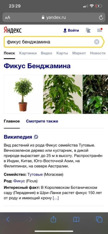 Лот: 16493311. Фото: 1. Цветок. Горшечные растения и комнатные цветы