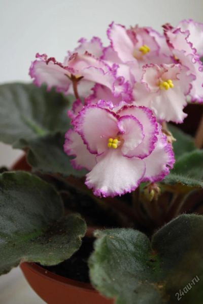 Лот: 6622677. Фото: 1. Фиалка Raspberry Crisp, лист. Горшечные растения и комнатные цветы