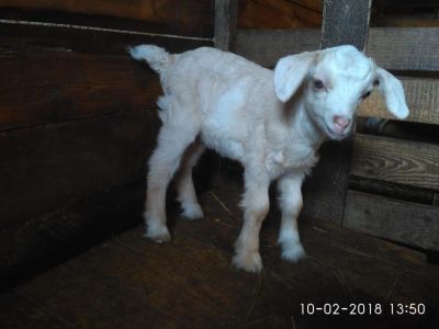 Лот: 11108522. Фото: 1. Козлята заано-нубийские. Остальные животные