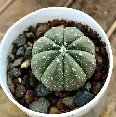 Лот: 11882511. Фото: 1. Кактус Astrophytum asterias. Горшечные растения и комнатные цветы
