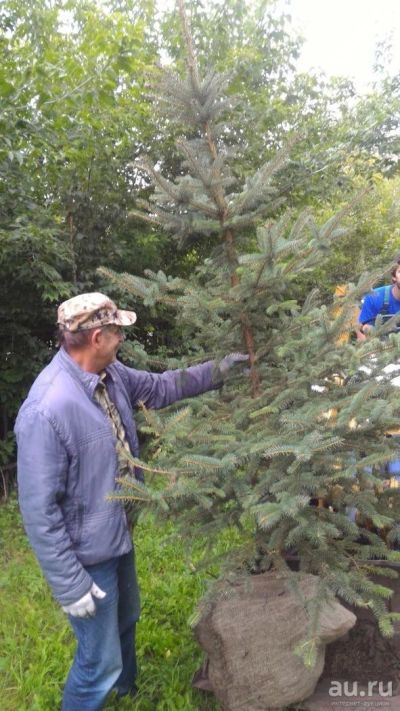 Лот: 8094252. Фото: 1. Ель колючая (Picea pungens) 2... Другое (семена, рассада, садовые растения)