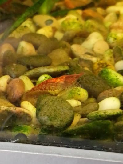 Лот: 20572778. Фото: 1. Креветки вишня. Моллюски, ракообразные, кораллы