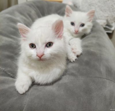 Лот: 18219259. Фото: 1. Котята породы турецкая ангора. Кошки, котята