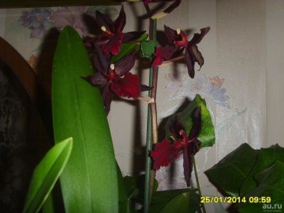 Лот: 9296229. Фото: 1. Камбрия. Горшечные растения и комнатные цветы
