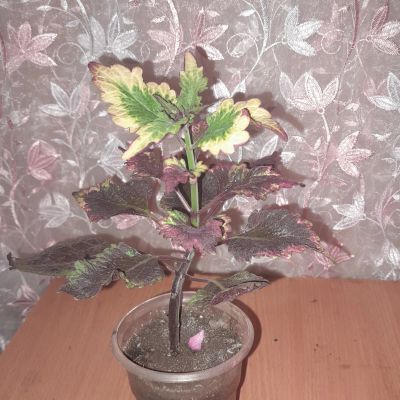 Лот: 22847170. Фото: 1. колеус. Горшечные растения и комнатные цветы