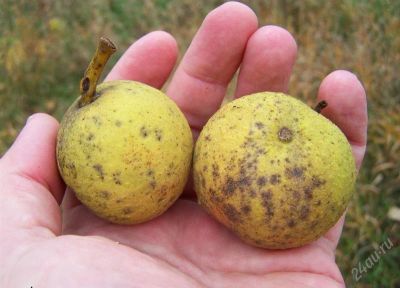Лот: 2573722. Фото: 1. Орех чёрный (Juglans nigra). Другое (семена, рассада, садовые растения)