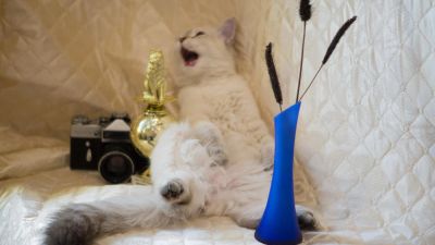 Лот: 9419331. Фото: 1. Котята "Неваки". Кошки, котята