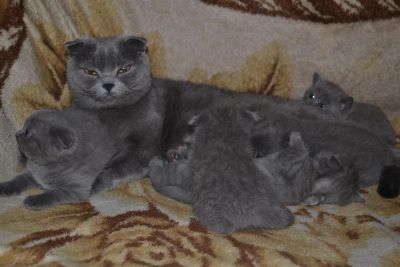 Лот: 3558435. Фото: 1. Шотландцы. Кошки, котята