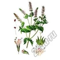 Лот: 5895283. Фото: 1. Коллекция купажей из целебных... Чай, кофе, какао