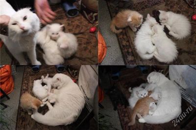 Лот: 2062670. Фото: 1. котята_1шт. девочка, белая ангора... Кошки, котята