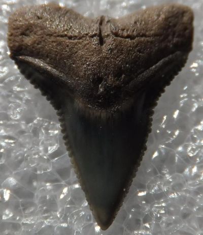Лот: 3127794. Фото: 1. Окаменелый зуб акулы. маленький. Минералы и окаменелости