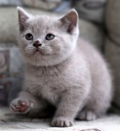 Лот: 3022012. Фото: 1. Британский короткошерстный котенок. Кошки, котята