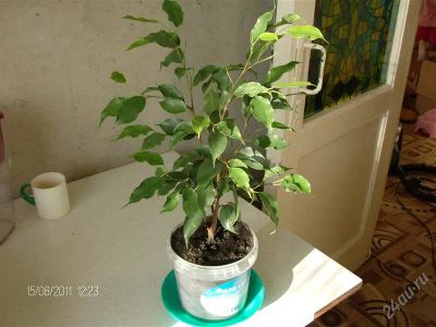 Лот: 1253824. Фото: 1. Фикус. Горшечные растения и комнатные цветы