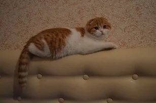 Лот: 3716919. Фото: 1. лучший сюрприз ко дню СВ. шотландский... Кошки, котята