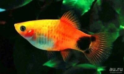 Лот: 15529066. Фото: 1. Отдам рыбок. Рыбки