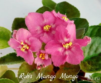 Лот: 6047564. Фото: 1. Минифиалка сортовая Rob's Mango... Горшечные растения и комнатные цветы