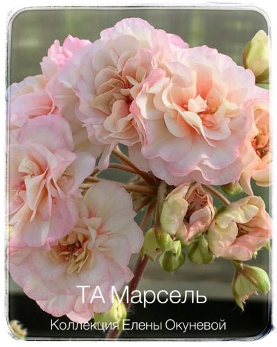 Лот: 19436230. Фото: 1. Пеларгония ТА Марсель. Горшечные растения и комнатные цветы