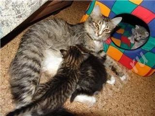 Лот: 533406. Фото: 1. Симпатичные котята с привлекательной... Остальные животные