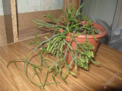 Лот: 348349. Фото: 1. хатиора. Горшечные растения и комнатные цветы