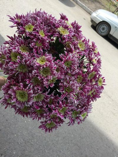 Лот: 9560072. Фото: 1. Букет из 15 хризантем. Другое (растения и животные)