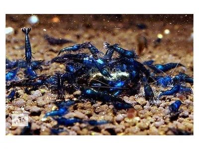 Лот: 13413396. Фото: 1. Креветка Блю Дрим. Моллюски, ракообразные, кораллы