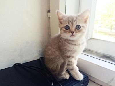 Лот: 5414294. Фото: 1. Шотландская кошечка. Кошки, котята